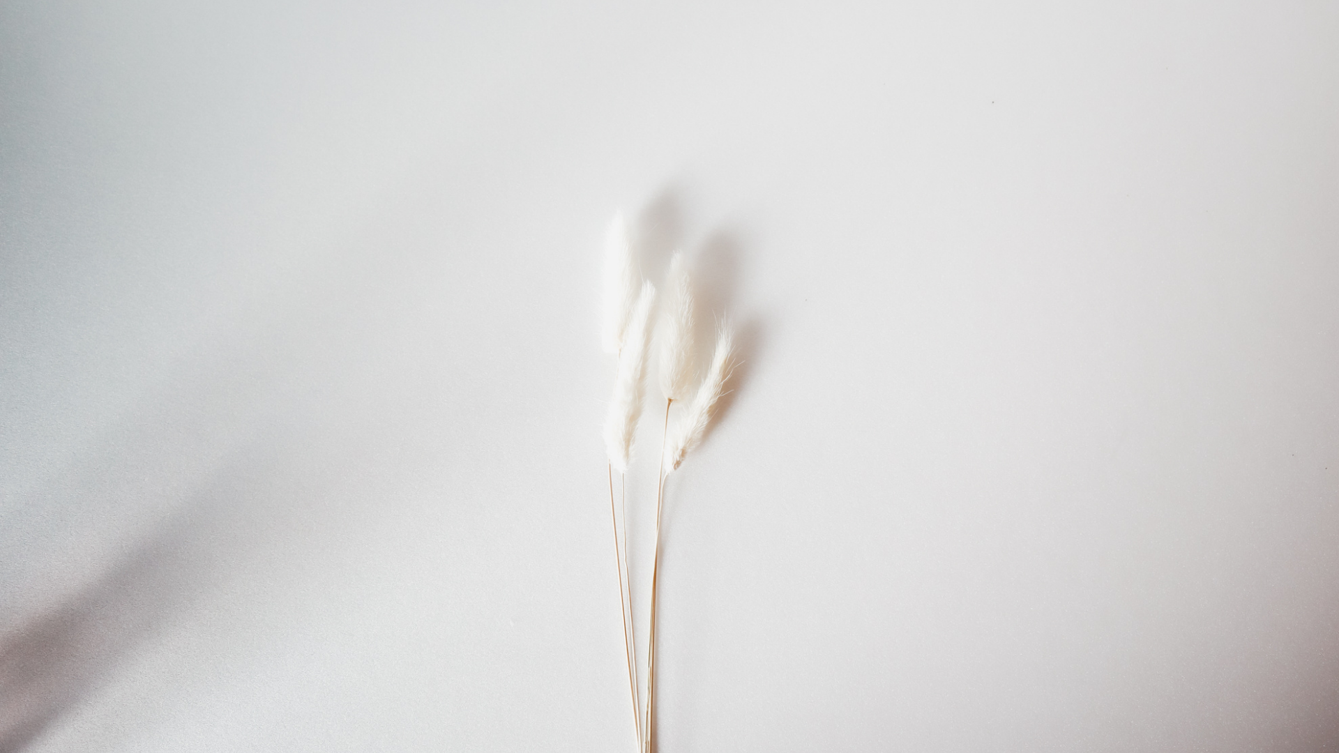 Mariola Pérez Marqués cover image